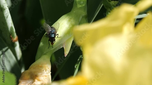 The Fly Sits On Leaflet 4