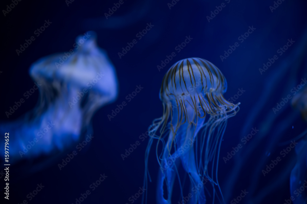 Beautiful illuminated jellyfish Chrysaora Pacifica at aquarium in Berlin

