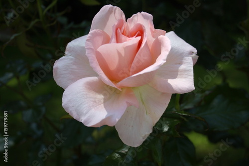 Pink Rose