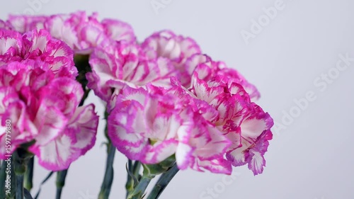 close-up, Flowers, bouquet, rotation on white background, floral composition consists of Bright purple turkish Carnation photo