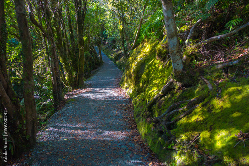 A Trail Through A Lush Green Rain Forest. Franz Josef Glacier National Park  New Zealand