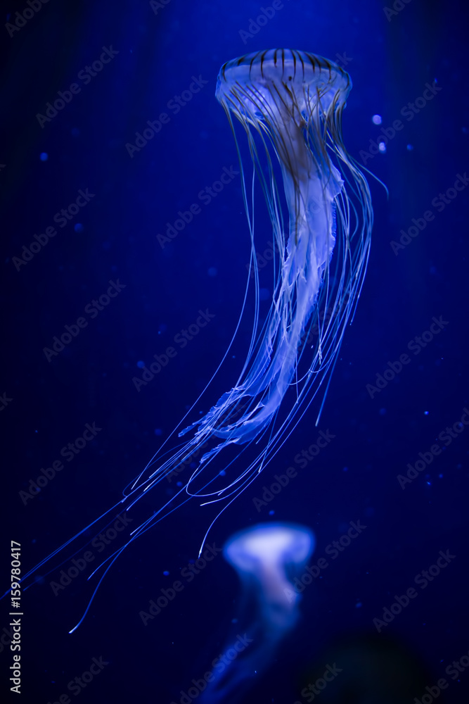 Fototapeta premium Beautiful illuminated jellyfish Chrysaora Pacifica at aquarium in Berlin 