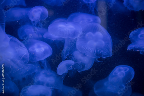 Beautiful illuminated jellyfish Aurelia Labiata at aquarium in Berlin 