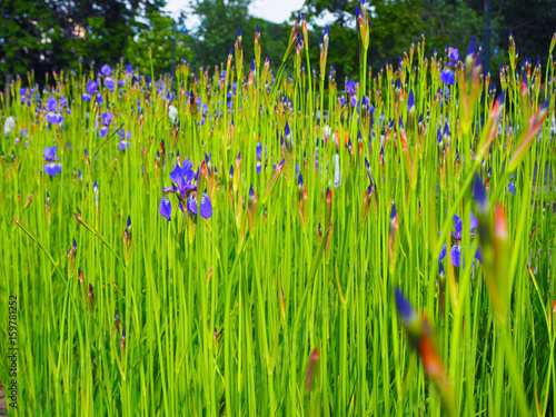 Fototapeta Naklejka Na Ścianę i Meble -  Beautiful blue yellow irises. Flowers on a green field. Spring summer background