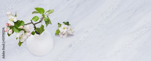Apple blossom branches in vase on Carrara marble countertop