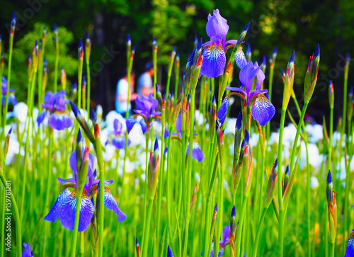 Fototapeta Naklejka Na Ścianę i Meble -  Beautiful blue yellow irises. Flowers on a green field. Spring summer background