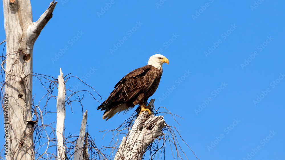 Naklejka premium American bald eagle, haliaeetus leucocephalus, resting on old tree, Florida