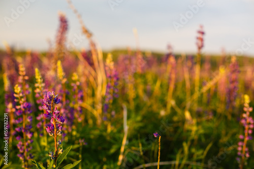 Field of wild Lupinus on the hill, commonly known as lupin or lupine
