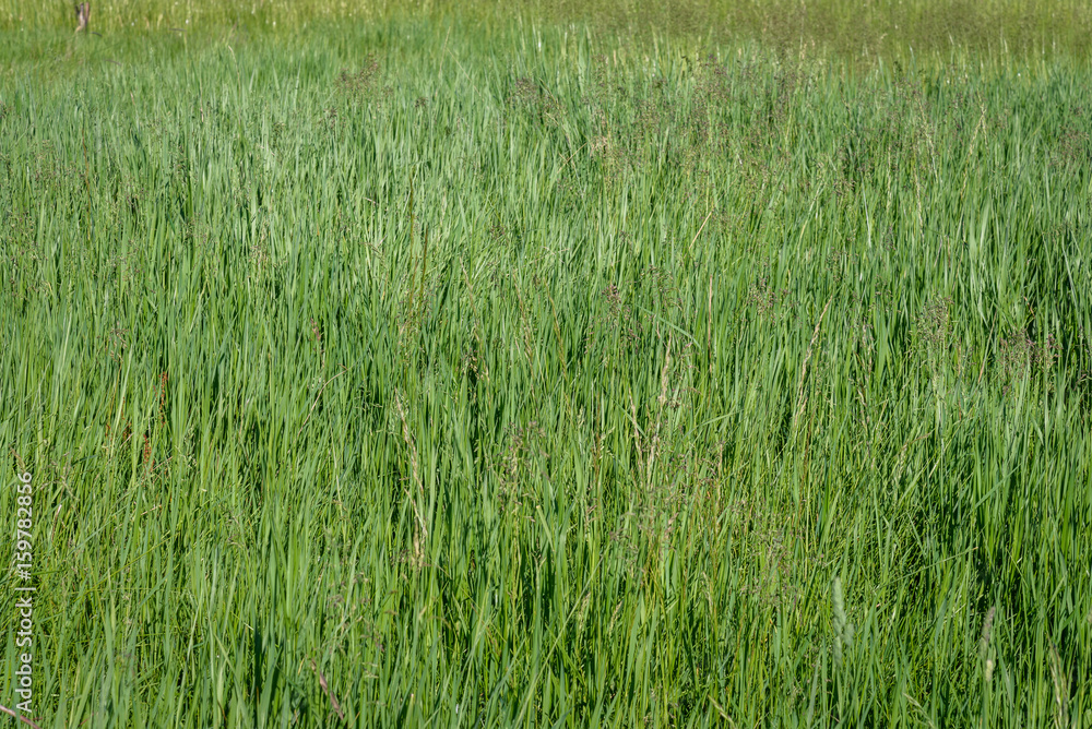 Tall spring grass in the park as a background
Tall spring grass in the park as a background