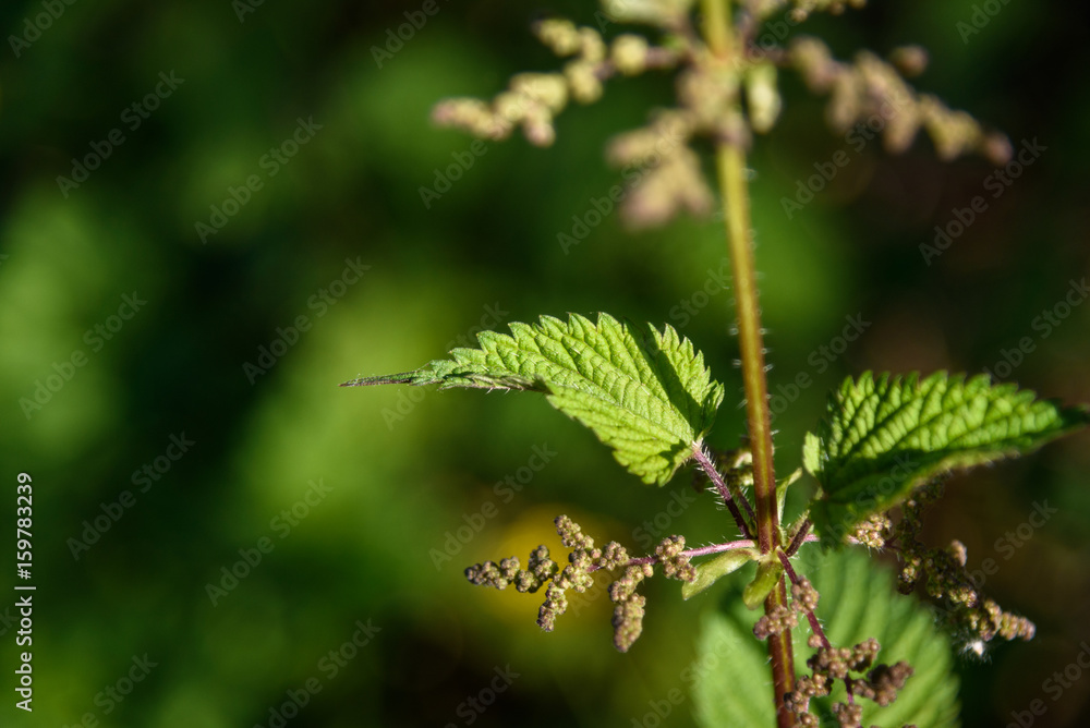 Close up of stinging nettle leaf in the sun
Close up of stinging nettle leaf in the sun