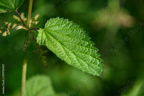 Close up of stinging nettle leaf in the sun 