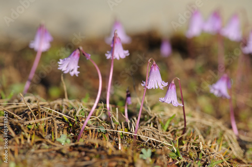 Foto Austrian Snowbell