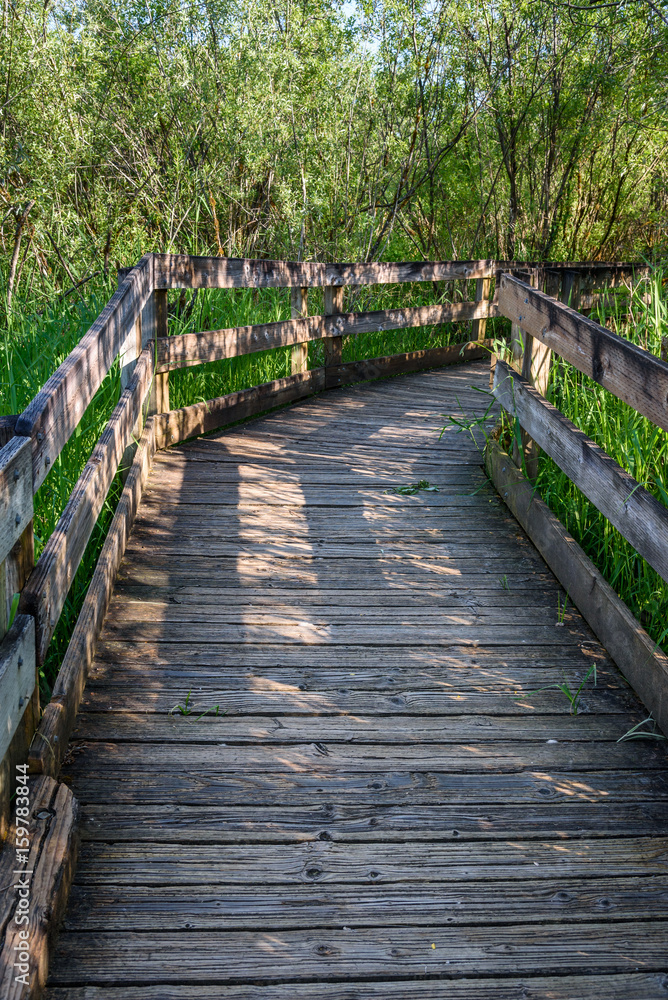 Wide wood boardwalk through a marshy wooded area in the spring
