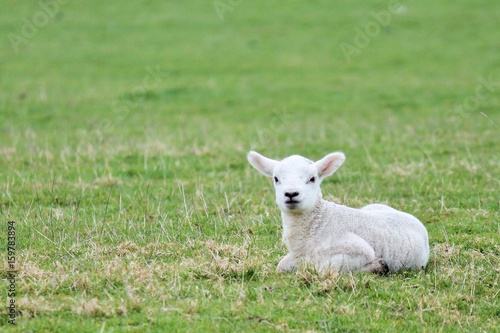 lamb spring baby sheep in grass farm field background with copy space stock, photo, photograph, image, picture
