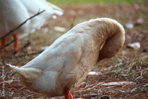 Duck