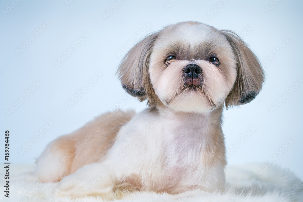 Shih tzu dog