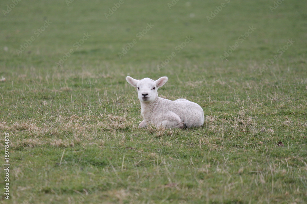 lamb baby sheep springtime Easter farm field grass with copy space stock, photo, photograph, image, picture, lamb baby sheep springtime Easter farm field grass with copy space stock, photo, photograph, image, picture,