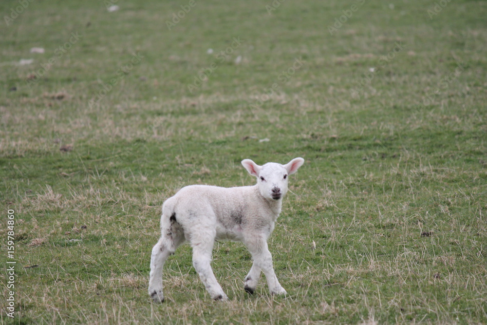lamb baby sheep springtime Easter farm field grass background with copy space stock, photo, photograph, image, picture, lamb baby sheep springtime Easter farm field grass background with copy space stock, photo, photograph, image, picture,