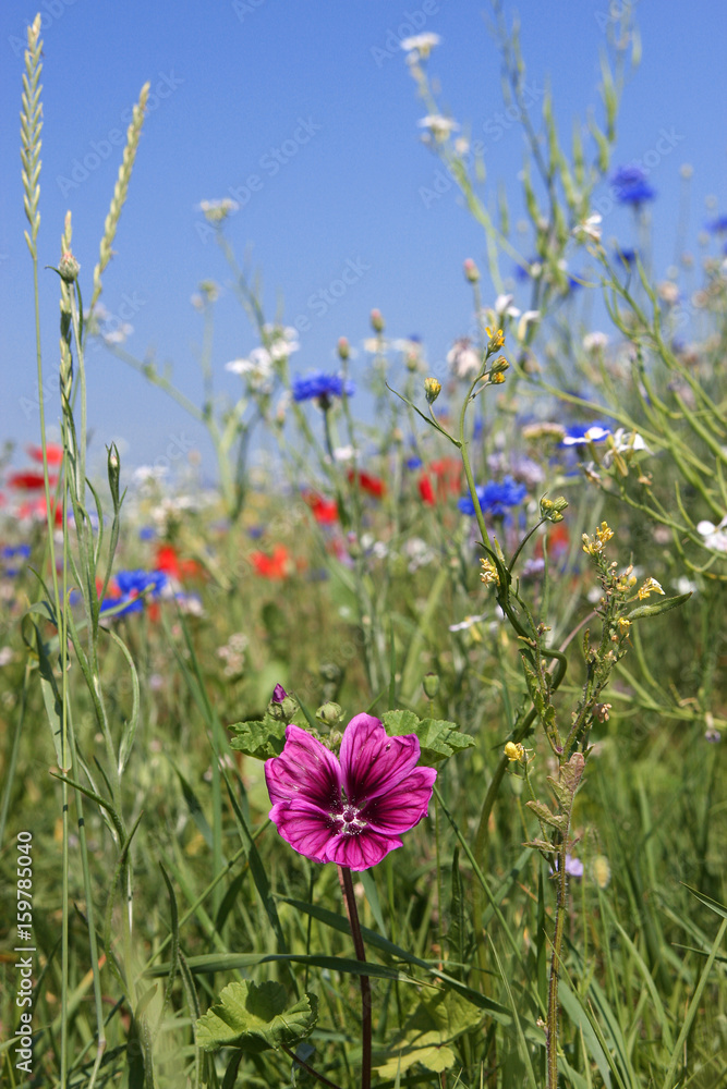 Sommerwiese Sommerwiese
