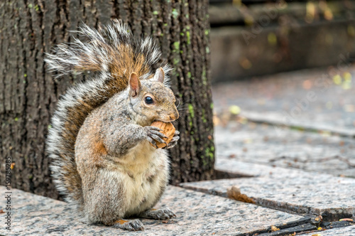 Eastern gray squirrel eats a walnut on Trinity Square in Toronto, Canada