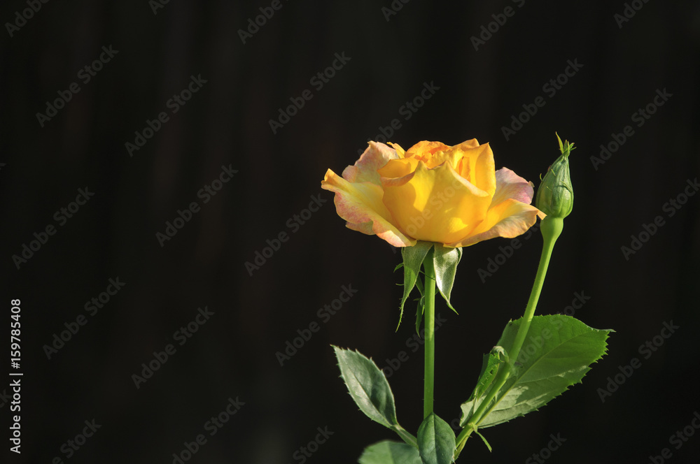 Blossoming rose flower closeup in garden Blossoming rose flower closeup in garden