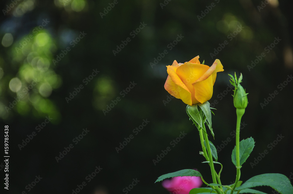 Blossoming rose flower closeup in garden Blossoming rose flower closeup in garden
