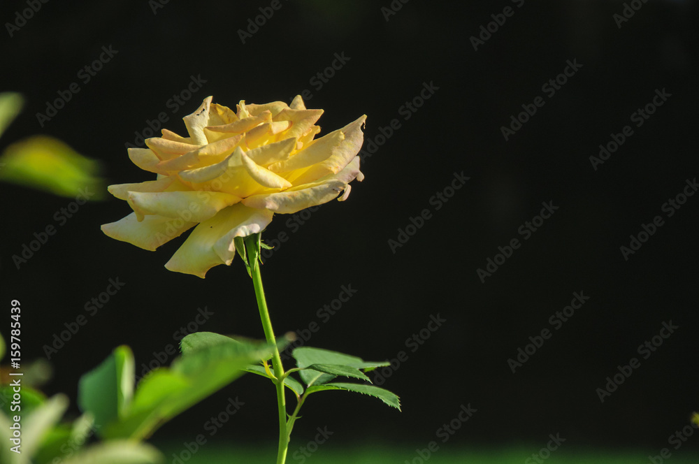Blossoming rose flower closeup in garden Blossoming rose flower closeup in garden