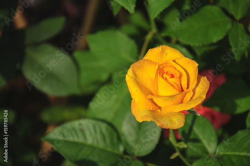 Blossoming rose flower closeup in garden 
