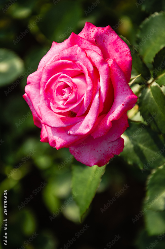 Blossoming rose flower closeup in garden 