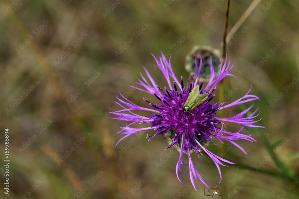 Fototapeta premium Skabiosen-Flockenblume mit Gemeines Grünwidderchen