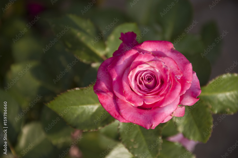 Blossoming rose flower closeup in garden Blossoming rose flower closeup in garden