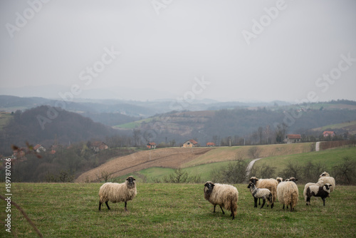 Sheep in meadow in countryside