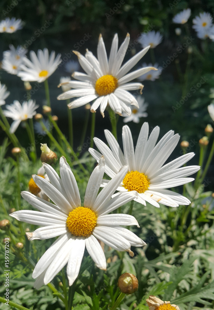 Fototapeta premium White flowers