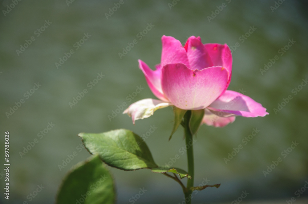 Blossoming rose flower closeup in garden Blossoming rose flower closeup in garden