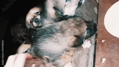 Little funny cute mongrel puppies pack in dog house greedy eating porridge of female hands