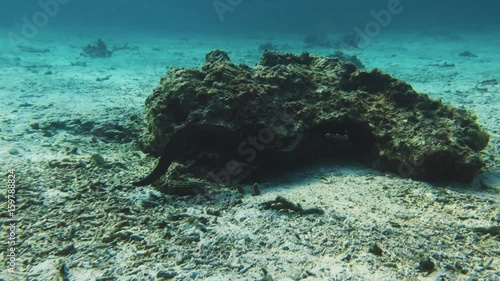 Black wavy muraena swimming over ocean floor and under rock in blue water with sun glare on sand