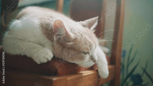 Furry lazy demi colored white and brown cat sleeping on chair in apartment under sunbeams wakes up, close up