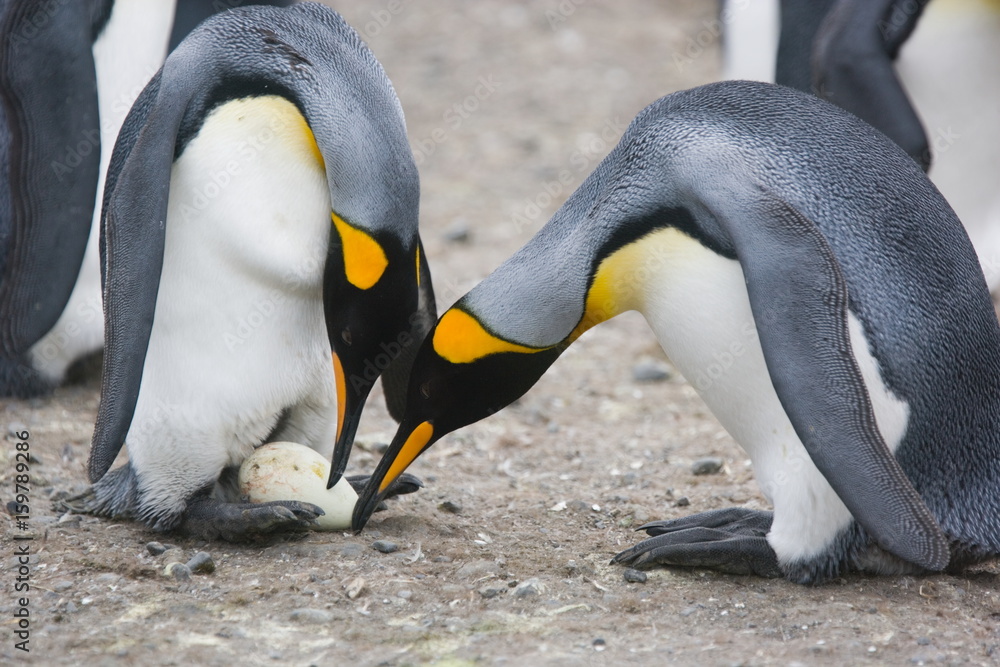Obraz premium King penguins inspect an egg, ready for an egg exchange between the two