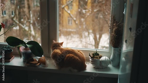 Red and white cat looking out window on winter snow covered dormitory yard sitting on sill with plants pots, dolly shot