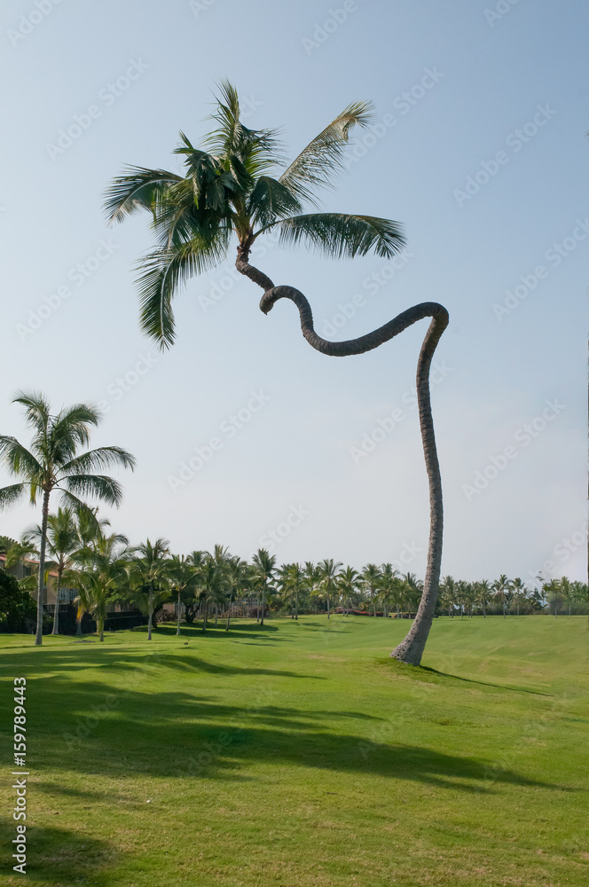 Obraz premium crooked palm tree