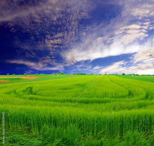green wheat field and clouds © Željko Radojko