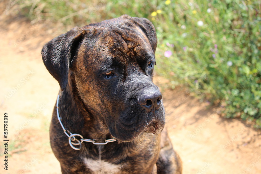 chien cane corso dans la nature chien cane corso dans la nature