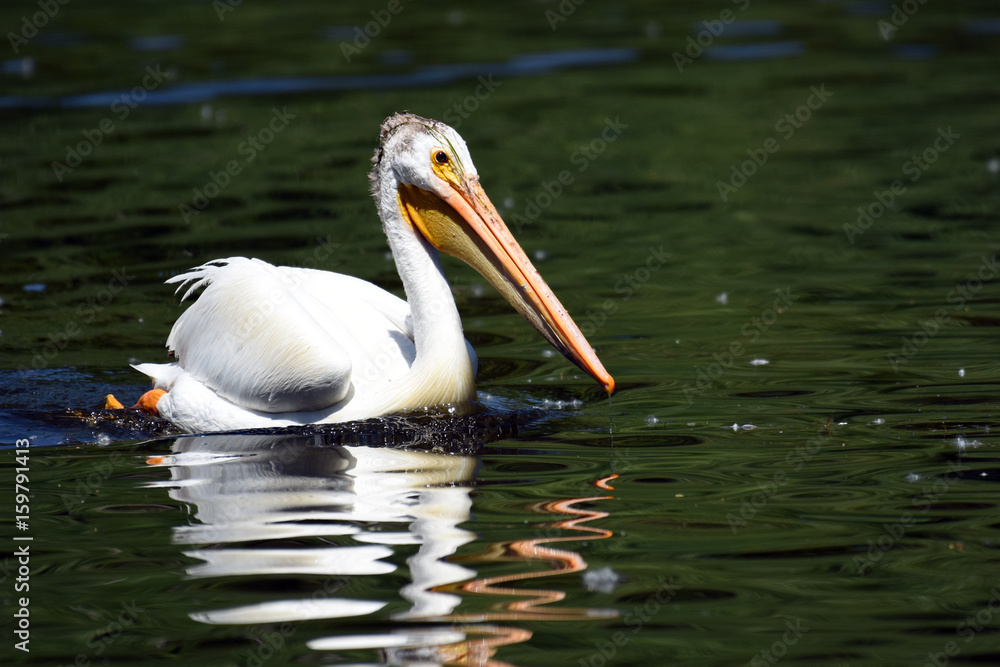 American White Pelican American White Pelican