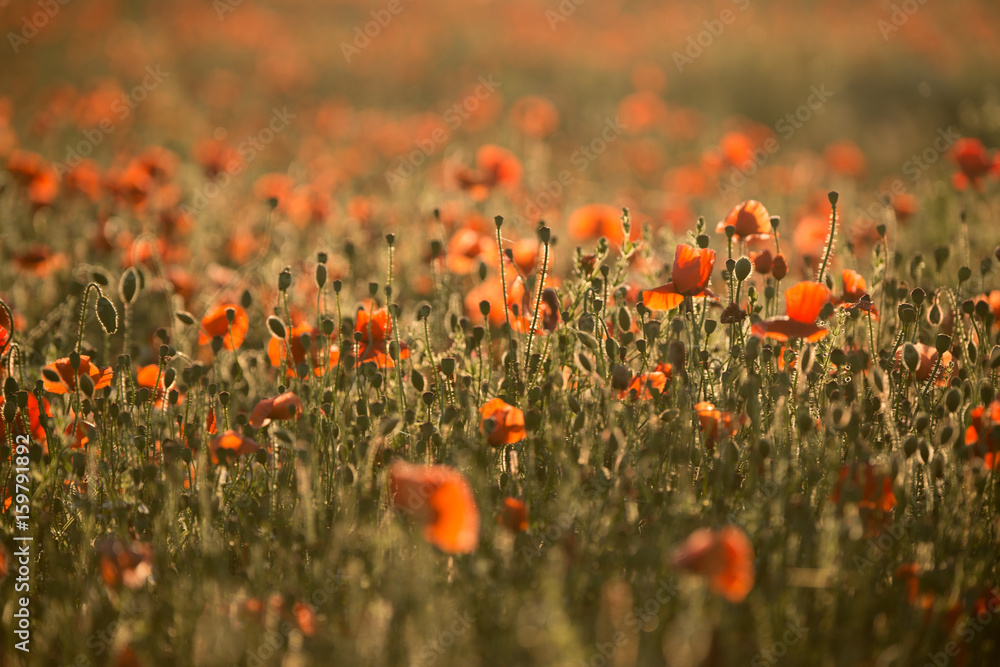 Obraz premium Mohnblumen