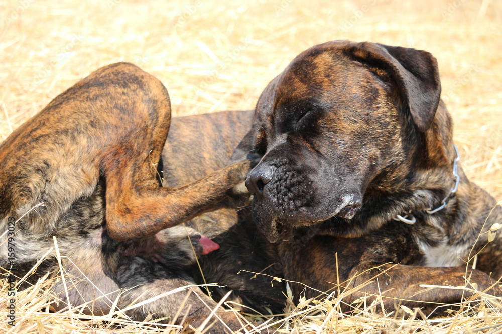 chien cane corso très beau bringé Stock Photo Adobe Stock