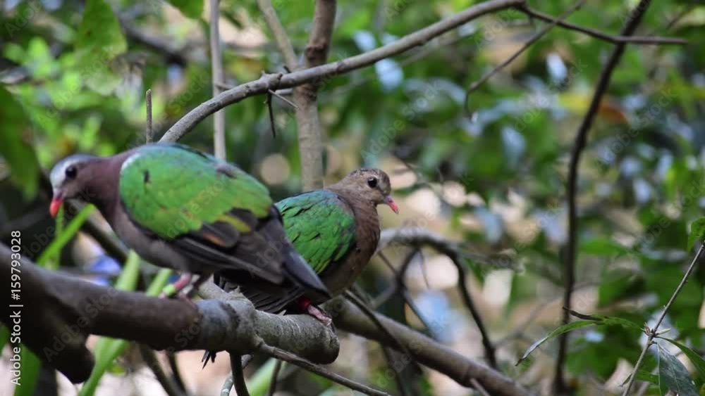 Love birds Love birds