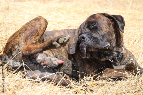 chien qui se gratte cane corso