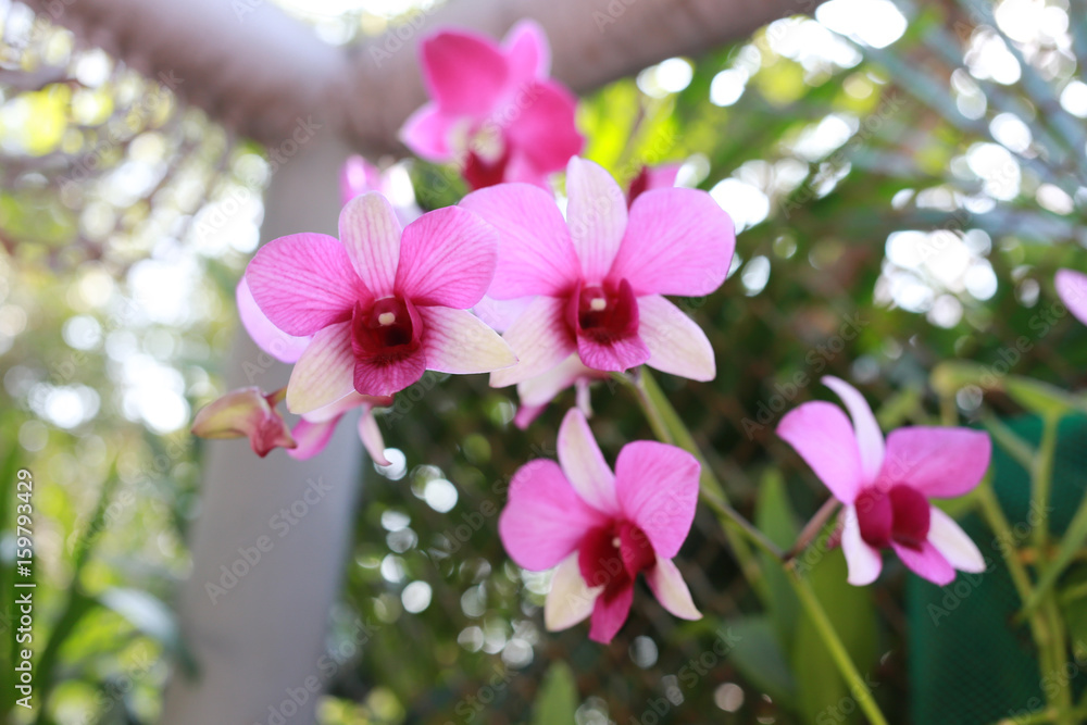 Pink orchids are blossoming. Pink orchids are blossoming.