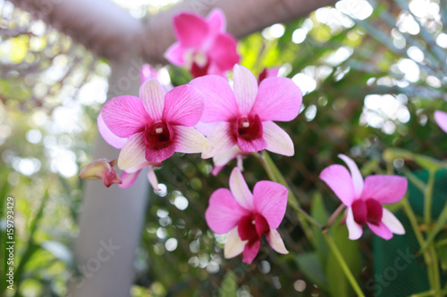 Pink orchids are blossoming.
