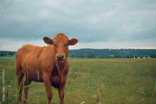 Cow in the field against the background of the mountains cloudy